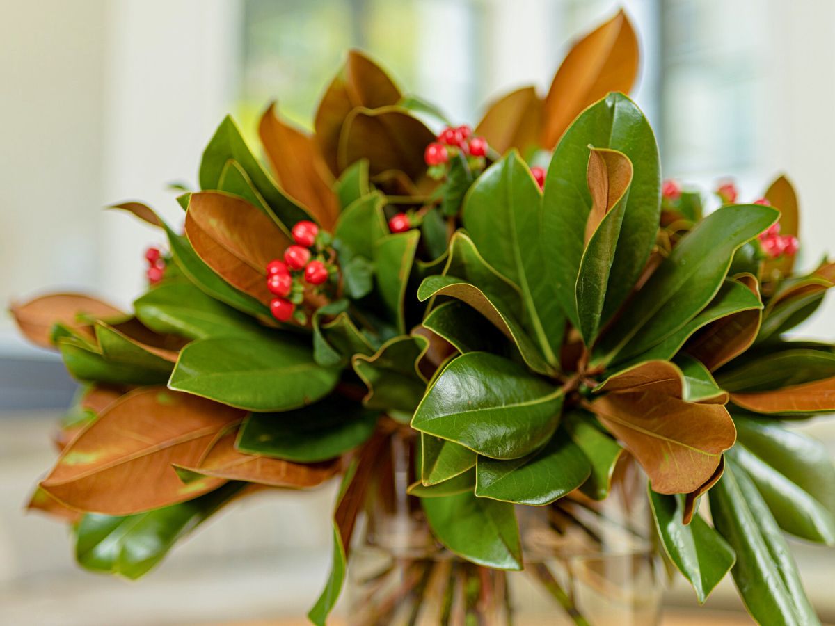 The beautiful magnolia from Continental Floral Greens The beautiful magnolia from Continental Floral Greens