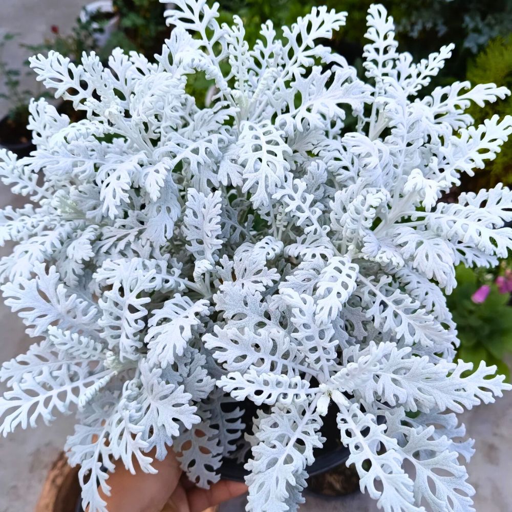 Potted Dusty Miller Potted Dusty Miller