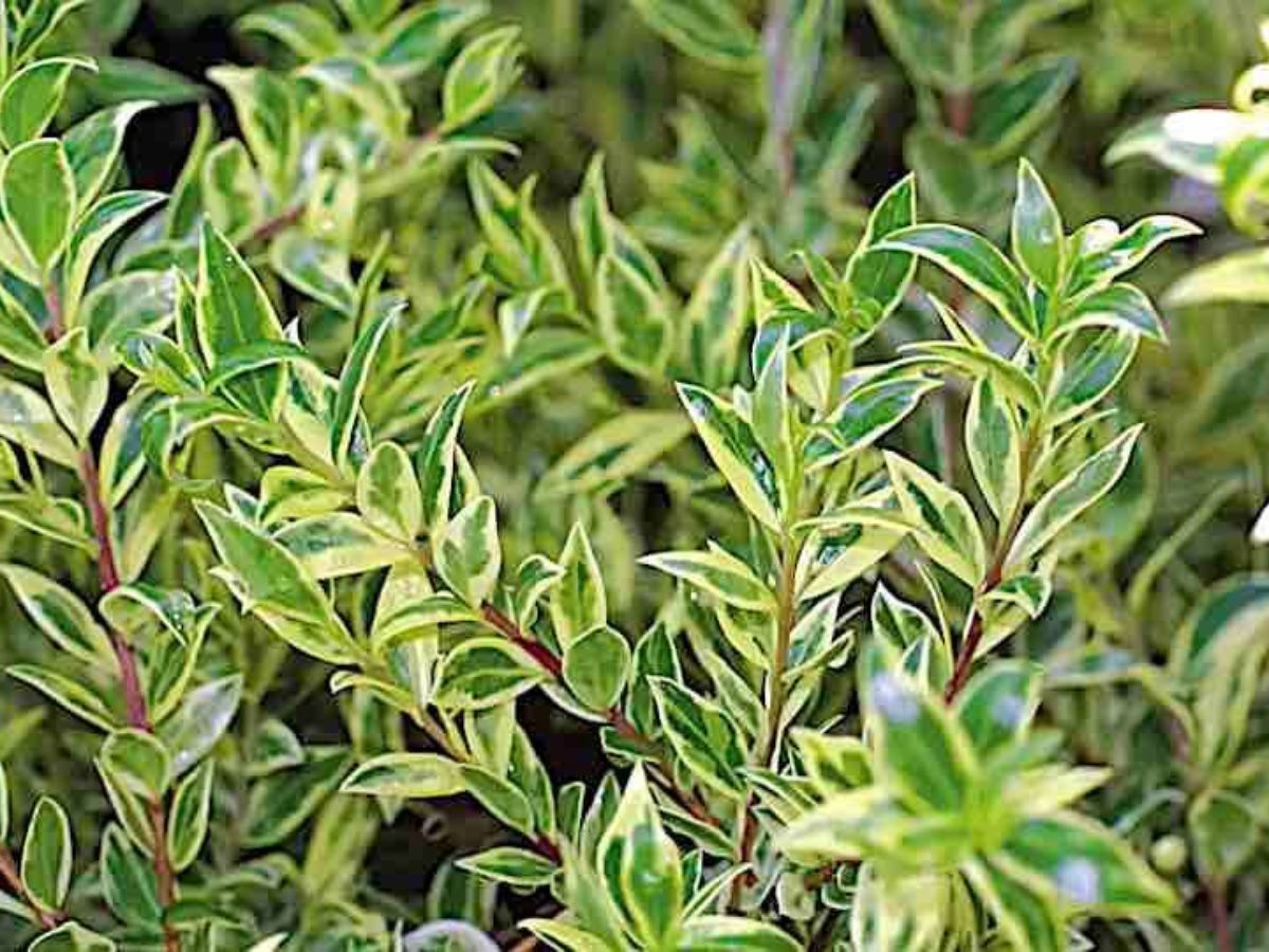 Myrtle Myrtus communis Myrtle Myrtus communis