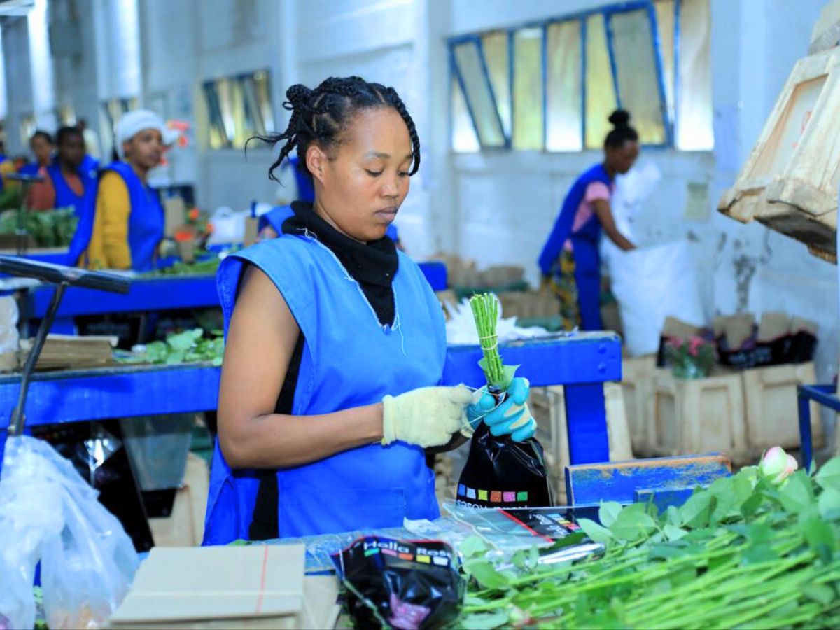 Grading and packing at Ziway Roses 10 Questions to Ermiyas Solomon