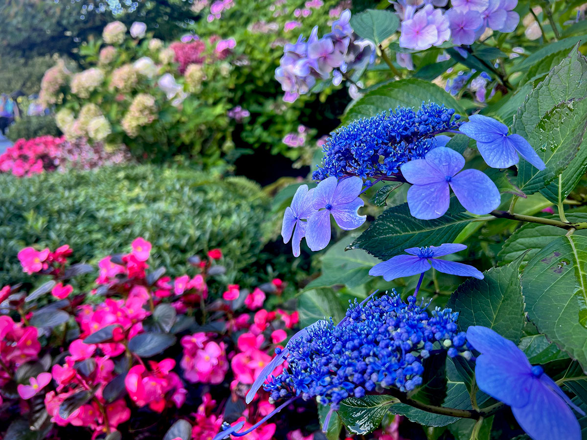 Blue hydrangeas and pink flowers in a garden