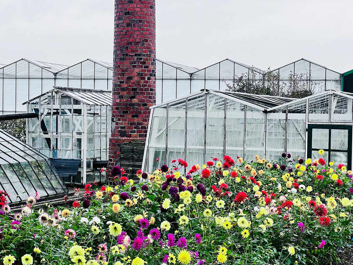 Dahlia greenhouse with long chimney