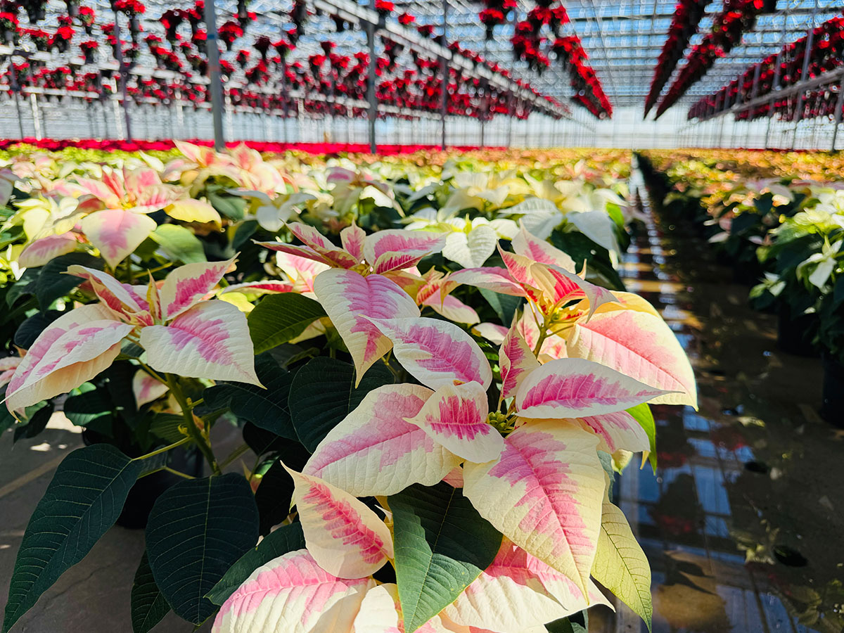 Poinsettias pink with creme variegated in a greenhouse