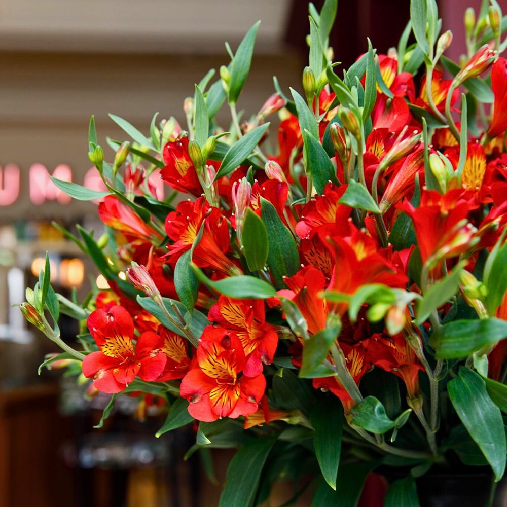 Könst's Alstroemeria Könst Alstroemeria Has the Perfect Alstroemeria Flowers for Every Floral Designers Designs