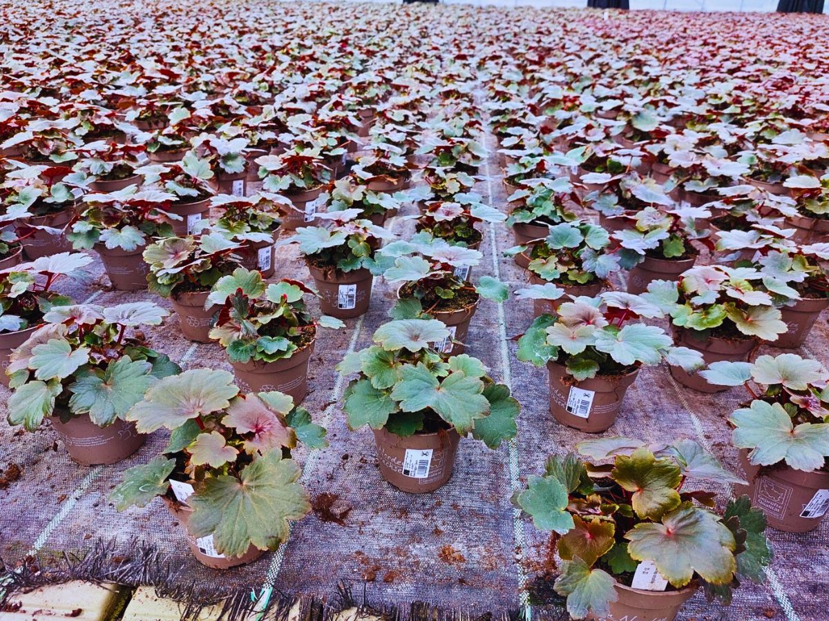 Michael Perry AKA Mr Plant Geek: Saxifraga ‘Twynkla’ Is Autumn’s Unexpected Star