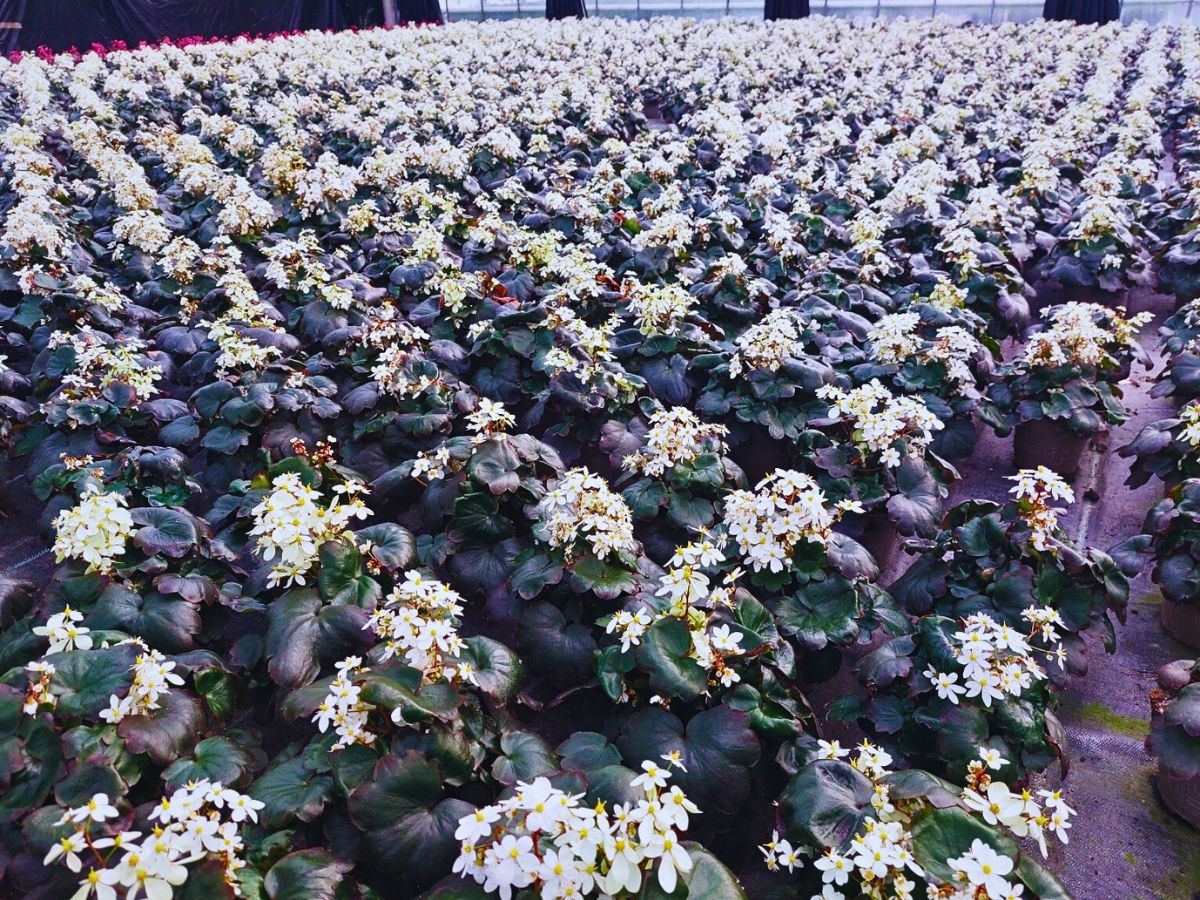 Michael Perry AKA Mr Plant Geek: Saxifraga ‘Twynkla’ Is Autumn’s Unexpected Star