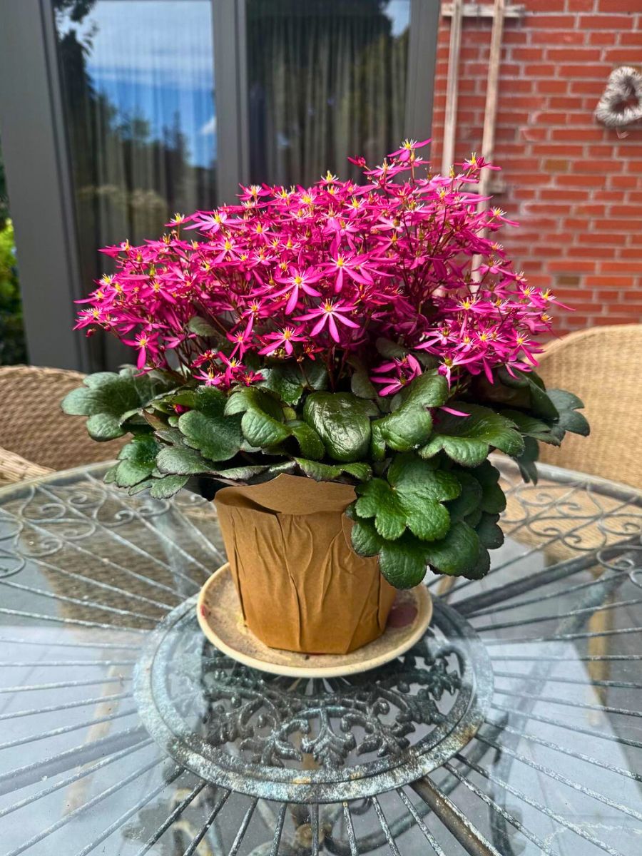 Saxifraga ‘Twynkla’ Michael Perry AKA Mr Plant Geek: Saxifraga ‘Twynkla’ Is Autumn’s Unexpected Star