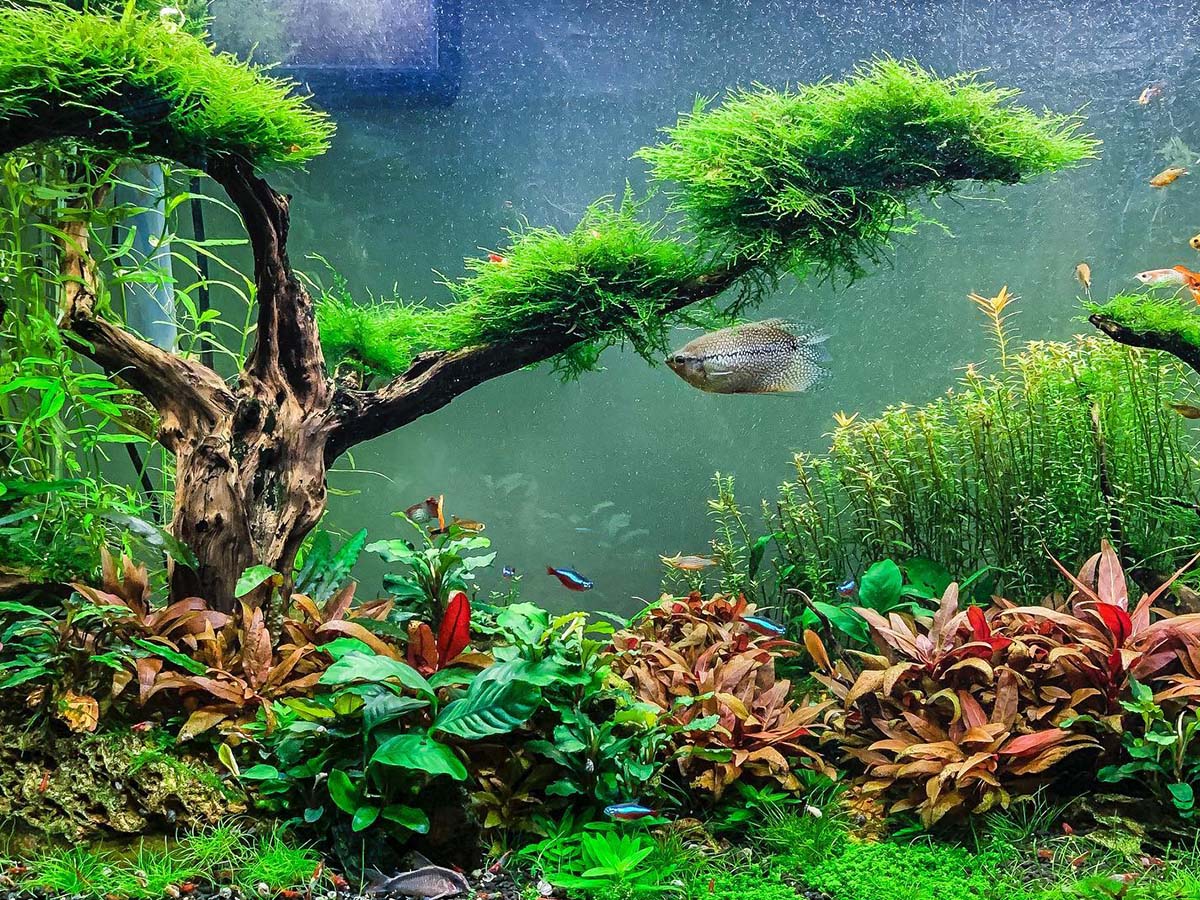 Green aquarium by greatnorthernscapes Green aquarium by greatnorthernscapes