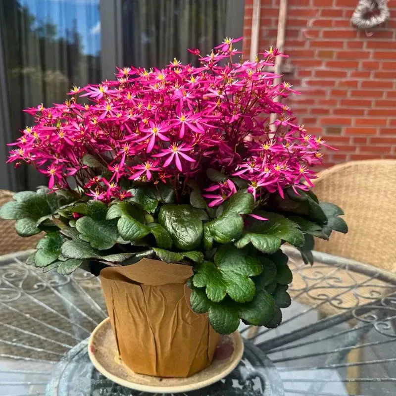 Michael Perry AKA Mr Plant Geek: Saxifraga ‘Twynkla’ Is Autumn’s Unexpected Star - Thursd Blog