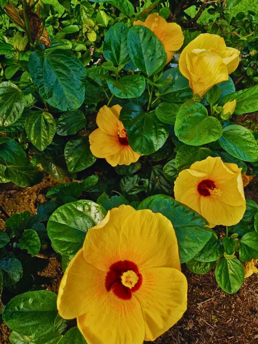 Hibiscus flowers Cecille Lorenzana: Rizal Park Luneta - A Living Garden of Shared Heritage - Thursd Blog