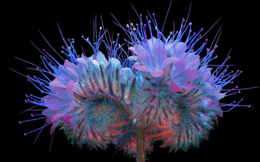 Ultraviolet Induced Fluorescence - Craig Burrows - Lacy Phacelia
