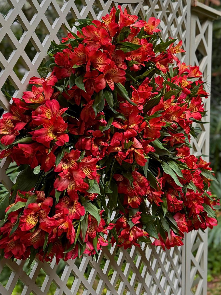 Könst Alstroemeria Has the Perfect Alstroemeria Flowers for Every Floral Designers Designs