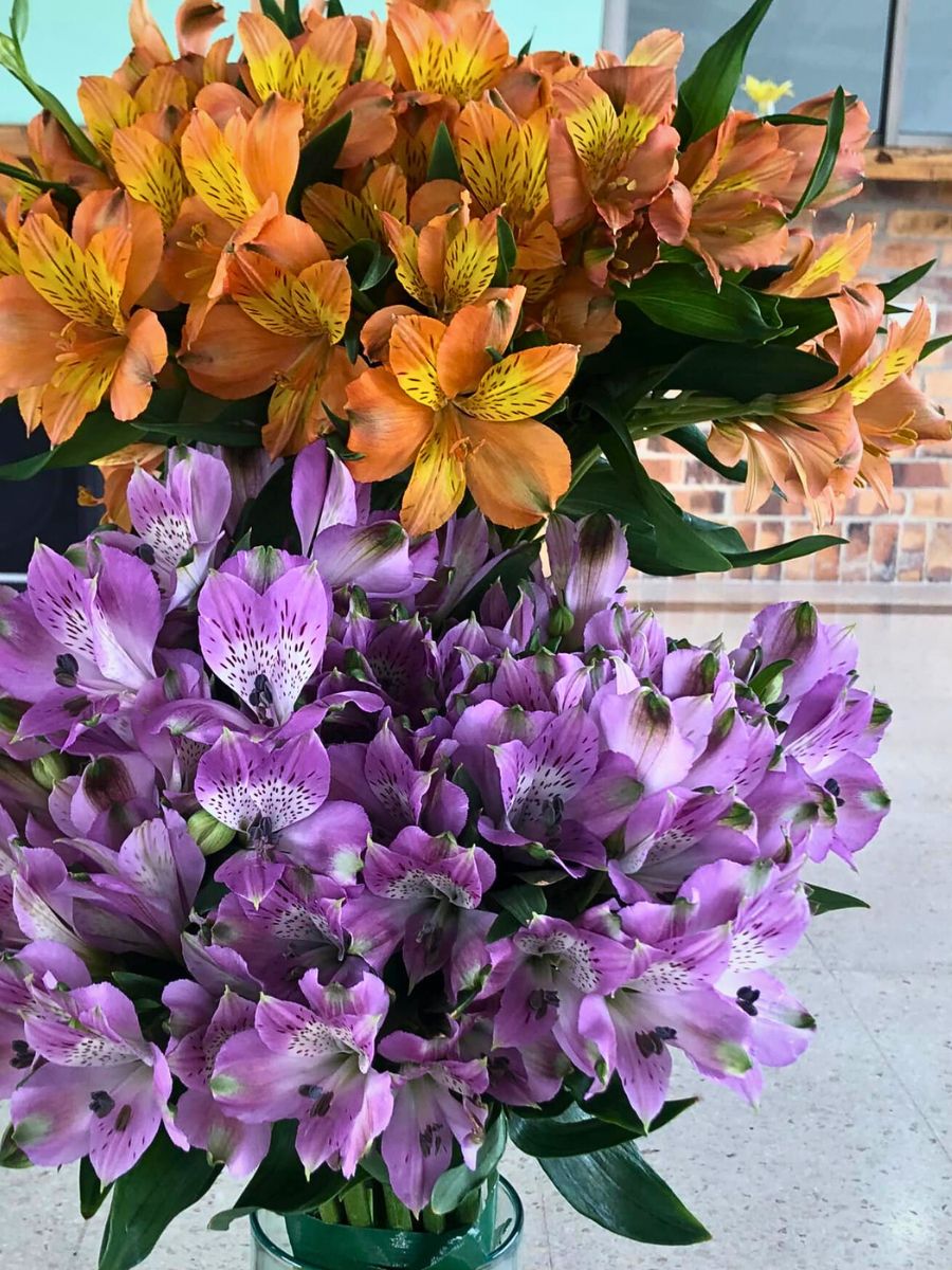 Alstroemeria Könst Alstroemeria Has the Perfect Alstroemeria Flowers for Every Floral Designers Designs