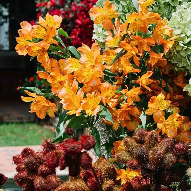 Könst Alstroemerias