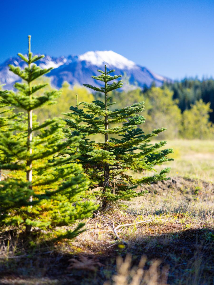 Christmas Noble Fir tree CFG Christmas Noble Fir tree CFG