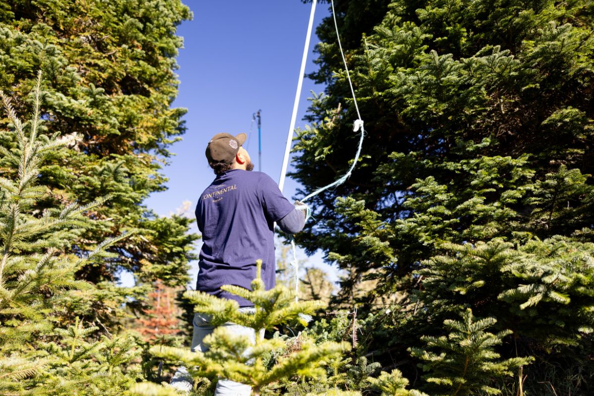 Cutting boughs for wreaths Cutting boughs for wreaths