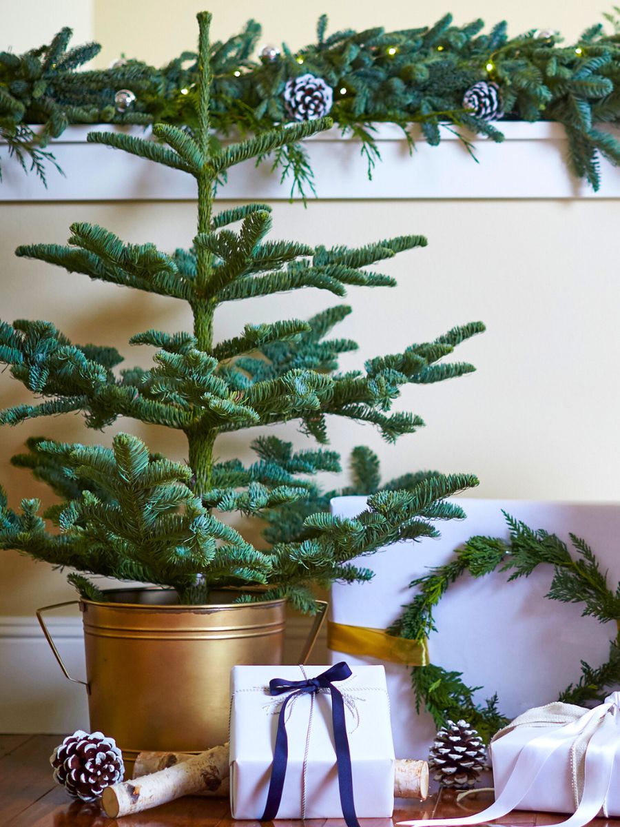 Tabletop High Mountain Blue Noble tree Tabletop High Mountain Blue Noble tree