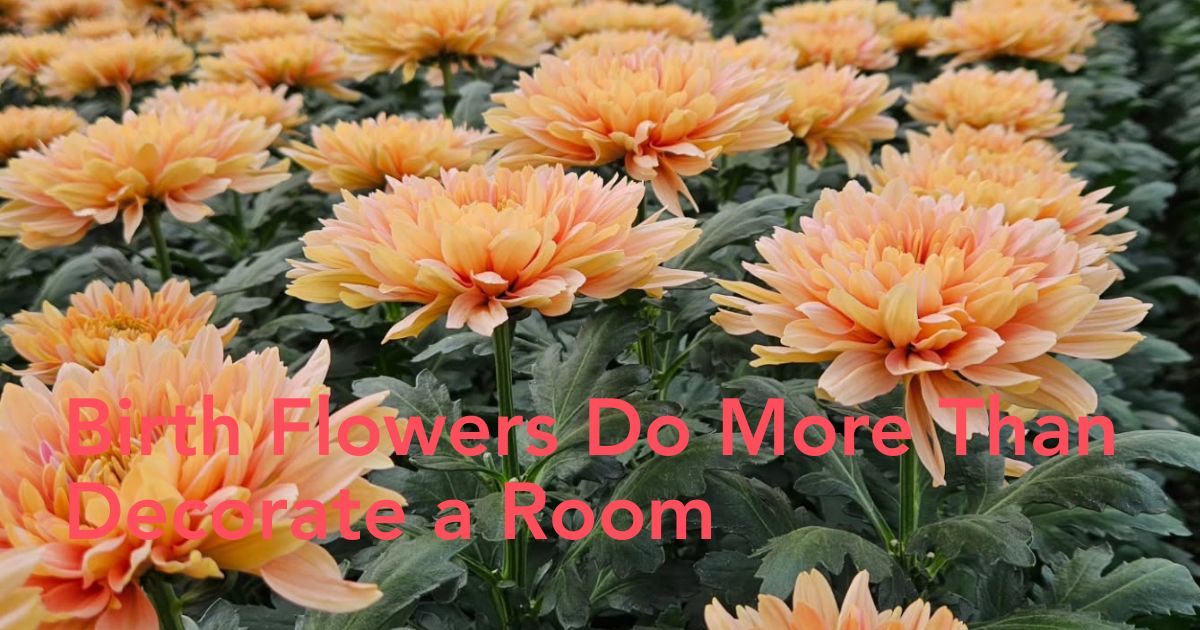 Chrysanthemum - November Birth Flower - Thursd Article Header Image