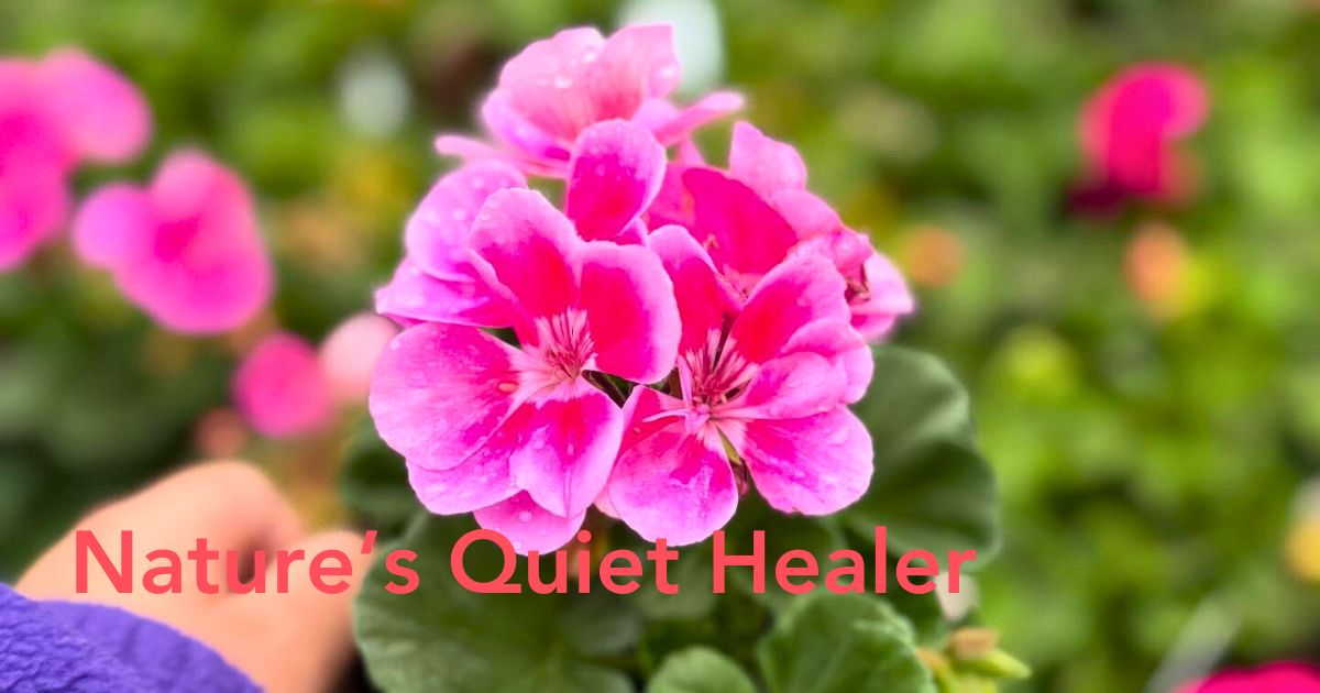 Geraniums flower meaning