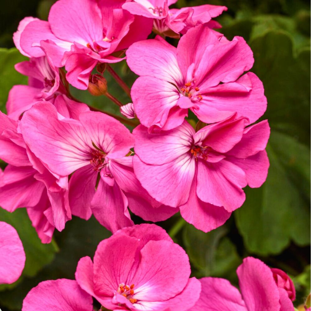 geranium oil is well-known for its scent and regal fragrance; Inset: pink geranium flower
