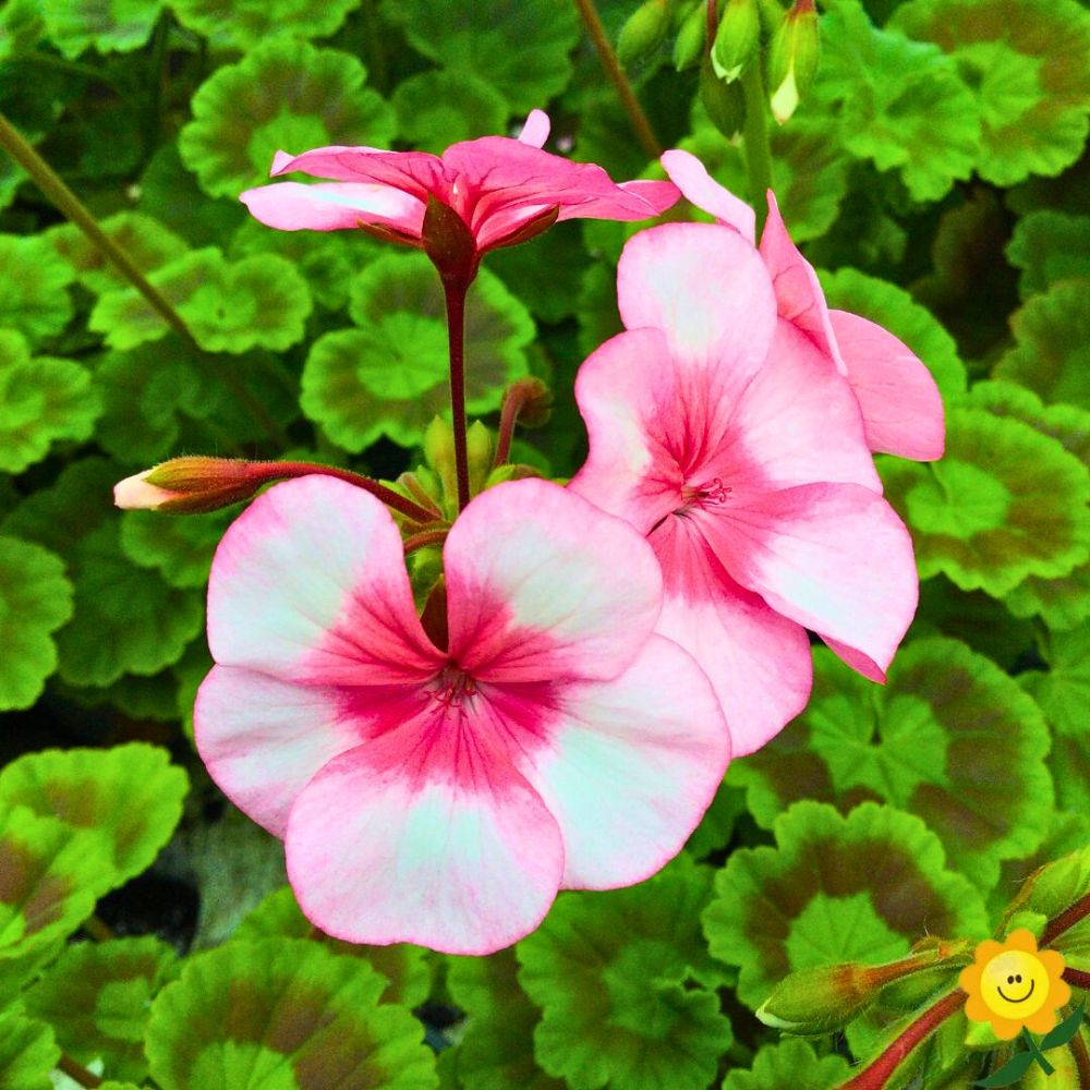 Fully opened geraniums in a garden