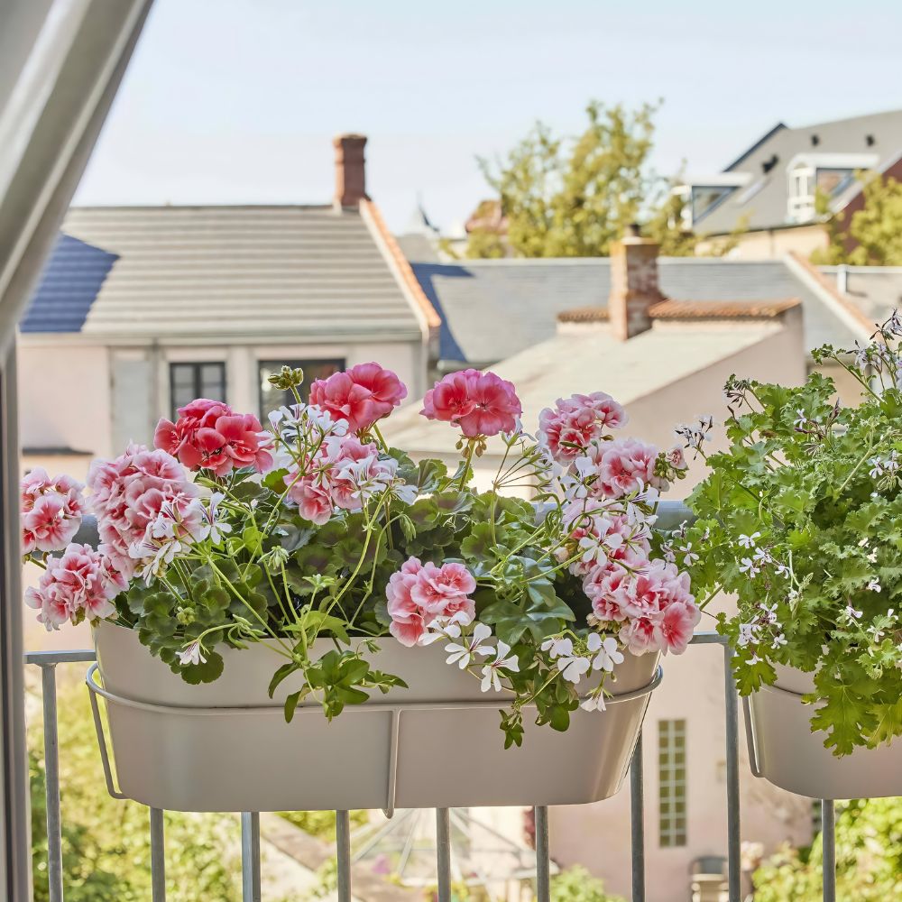 geranium flowers are also a popular choice as pot plants and its flowers are known for its attractive appeal; Inset: potted geraniums on a balcony