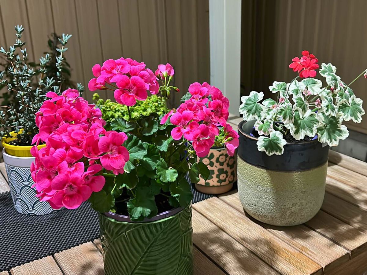 geranium flowers in different colors; this flower symbolizes good health and conveys the message of happiness and joy