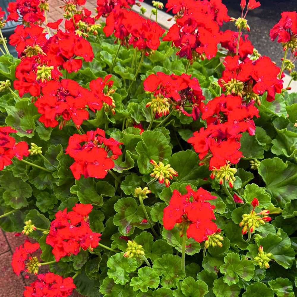 geraniums belong to the family geraniaceae and are used in many pharmaceuticals to repel mosquitoes; Inset: red geraniums