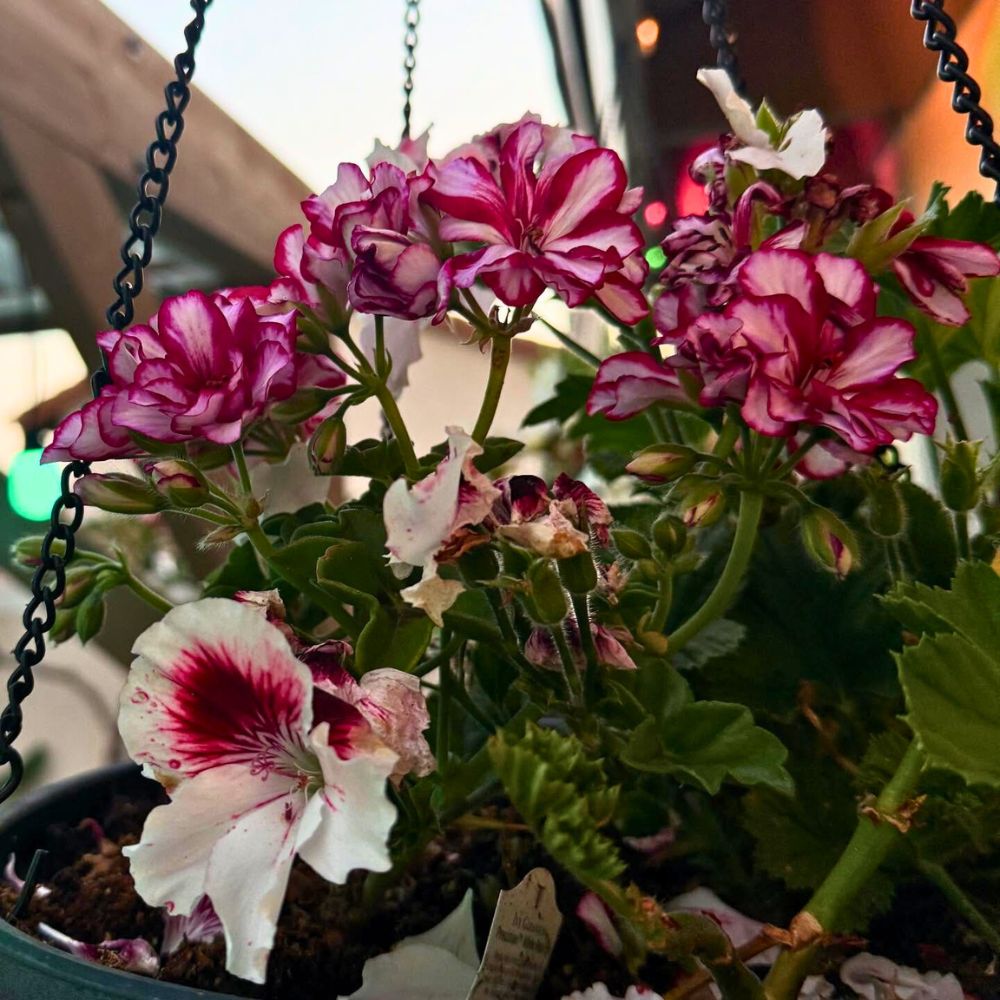 Hanging basket of geraniums in a balcony