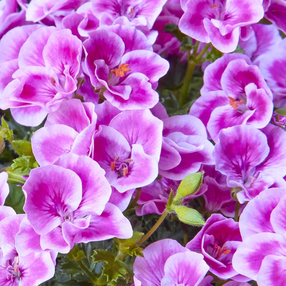 Colorful and fully flowering geranium