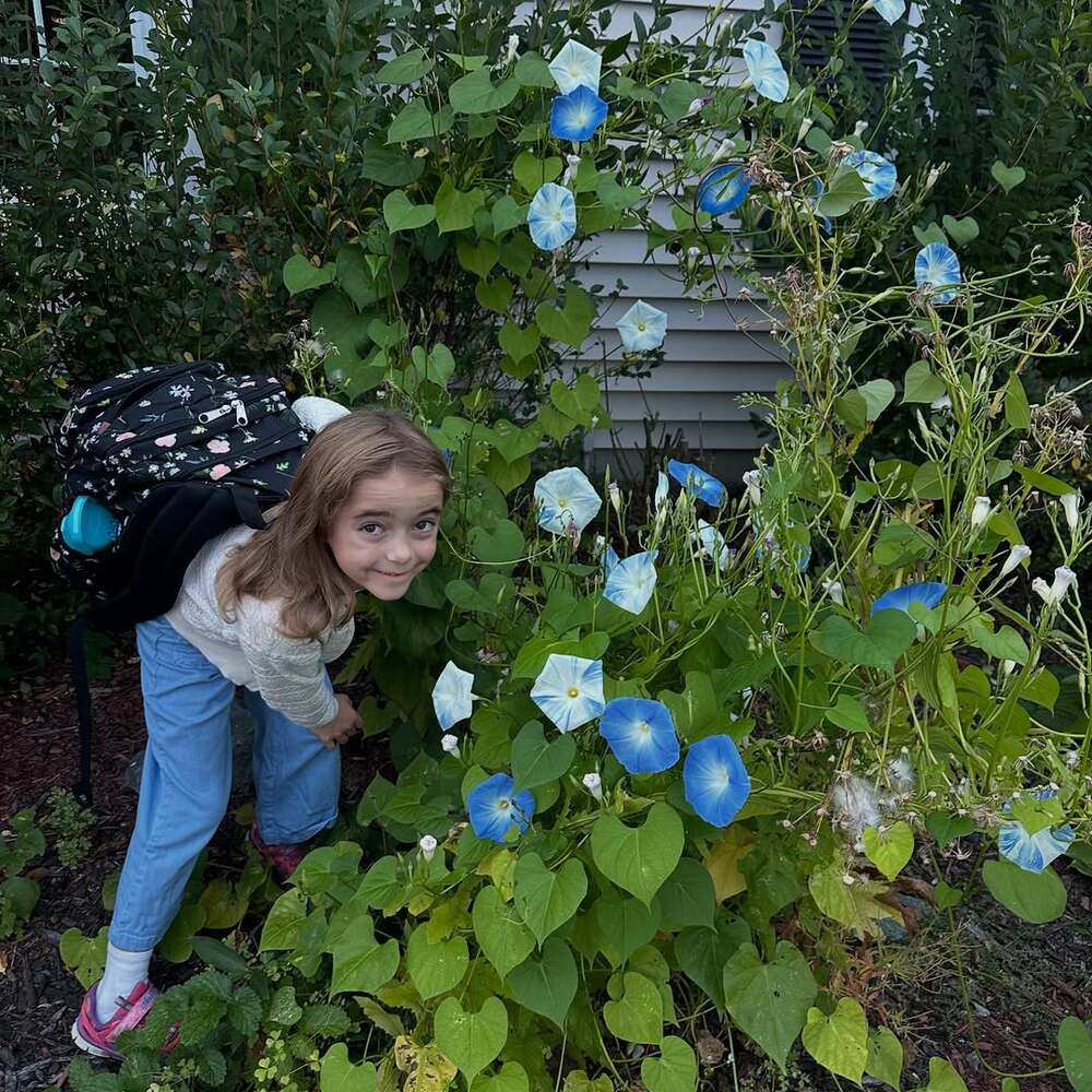 Girl admiring blue morning glory flowers