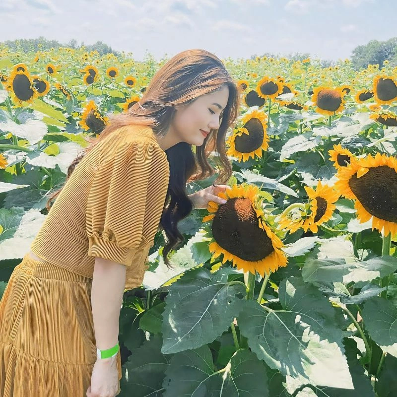Sunflower meaning and symbolism