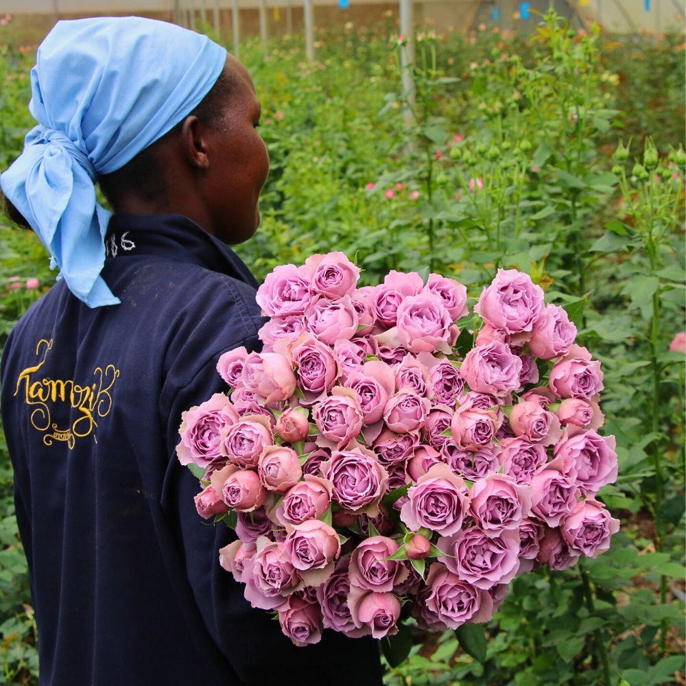 Tambuzi's roses Why Tambuzi Leads the Way When It Comes to Soil Health Management