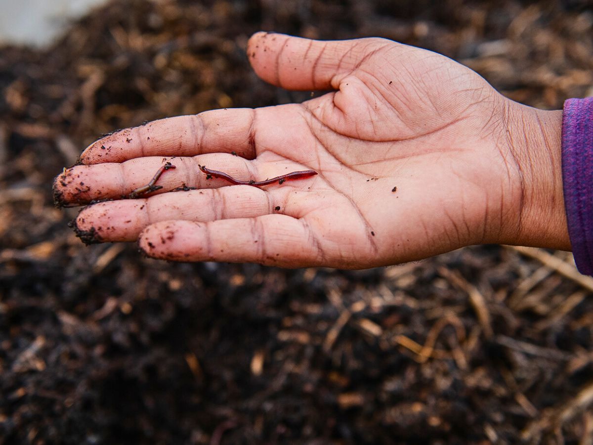Why Tambuzi Leads the Way When It Comes to Soil Health Management
