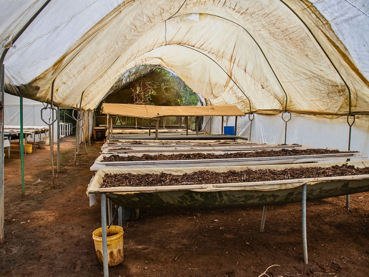 Why Tambuzi Leads the Way When It Comes to Soil Health Management