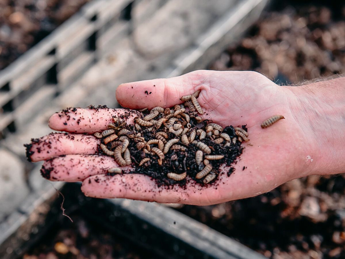 Why Tambuzi Leads the Way When It Comes to Soil Health Management