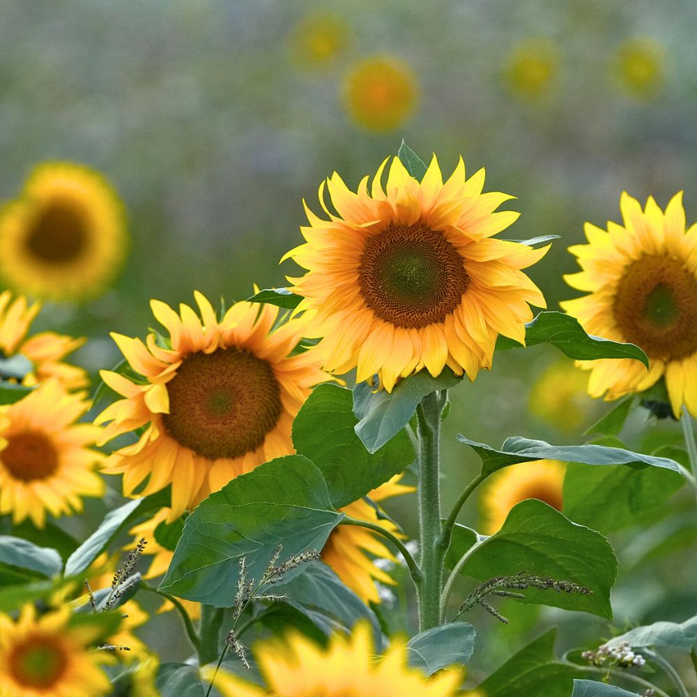 Sunflowers bring the light and color Sunflower is also associated with the sun god Apollo