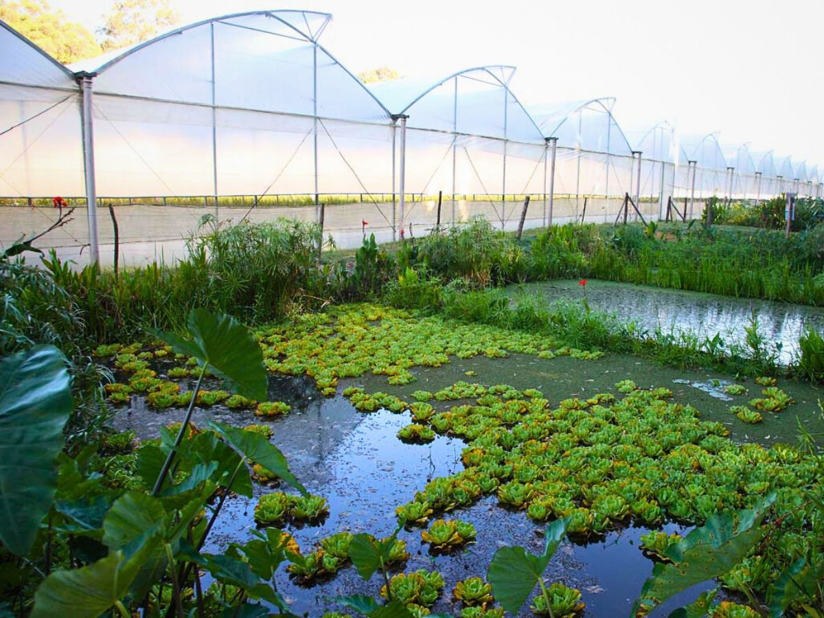 Why Tambuzi Leads the Way When It Comes to Soil Health Management