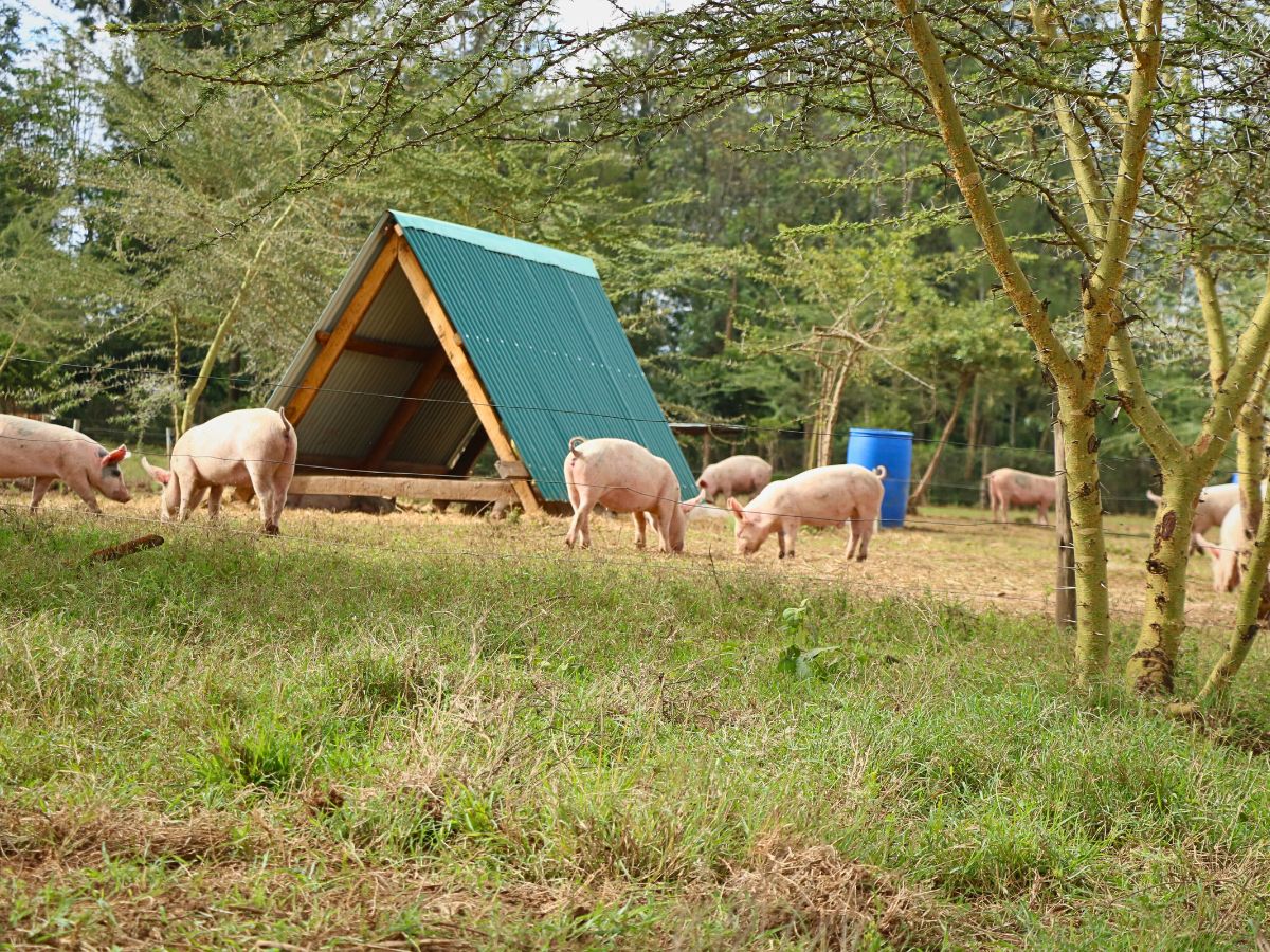 Why Tambuzi Leads the Way When It Comes to Soil Health Management