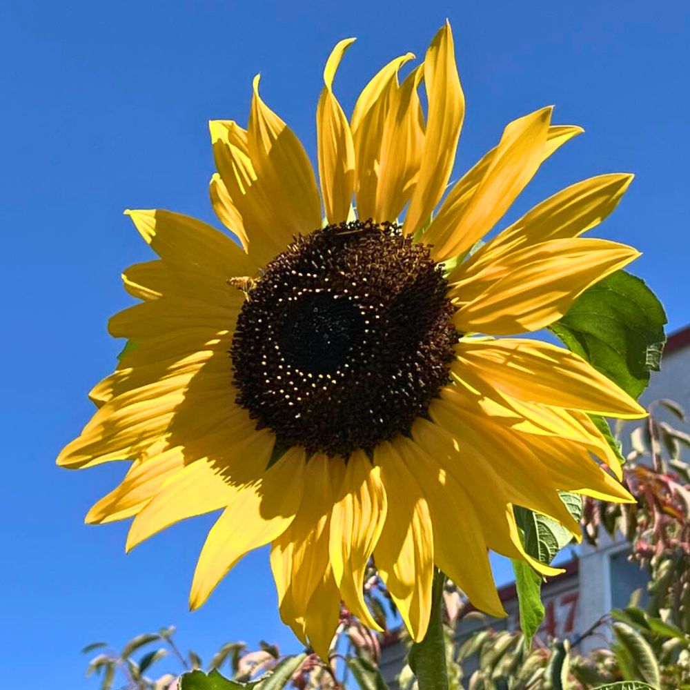 Amazing sunflower Amazing sunflower