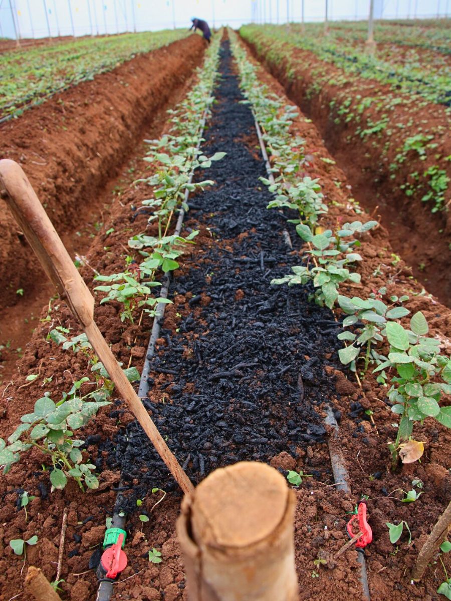 Why Tambuzi Leads the Way When It Comes to Soil Health Management