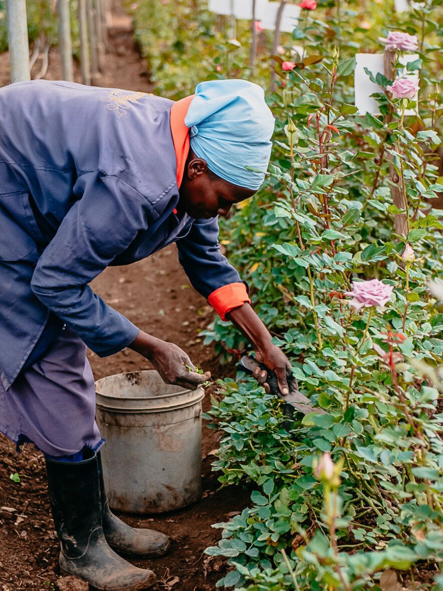 Why Tambuzi Leads the Way When It Comes to Soil Health Management