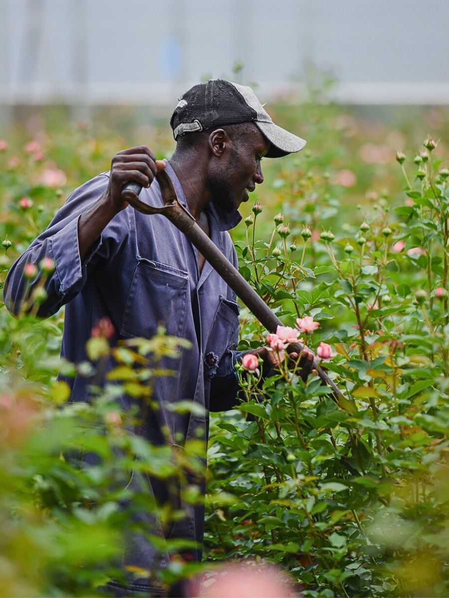 Why Tambuzi Leads the Way When It Comes to Soil Health Management