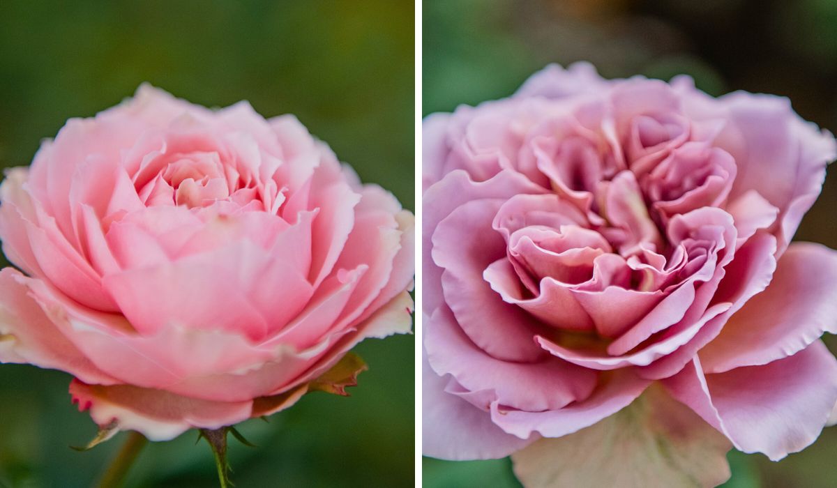 Tambuzi's roses Why Tambuzi Leads the Way When It Comes to Soil Health Management