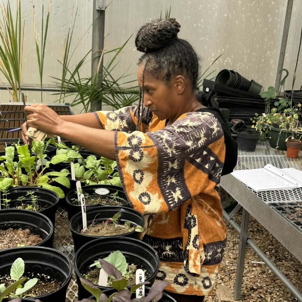 Measuring plant growth in greenhouse Measuring plant growth in greenhouse