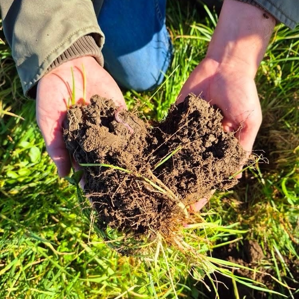 Hands holding rich, rooted soil Hands holding rich, rooted soil