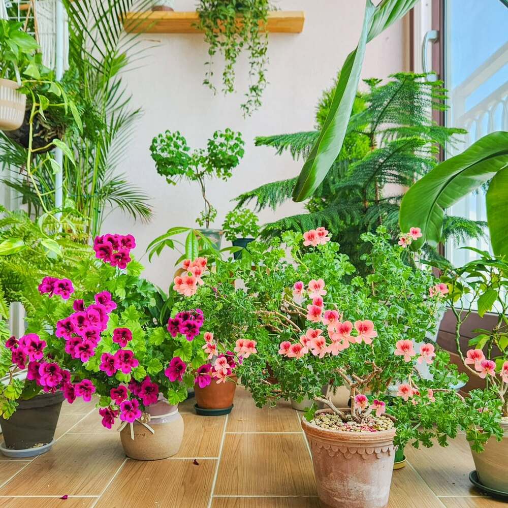 Container garden with flowering plants Container garden with flowering plants