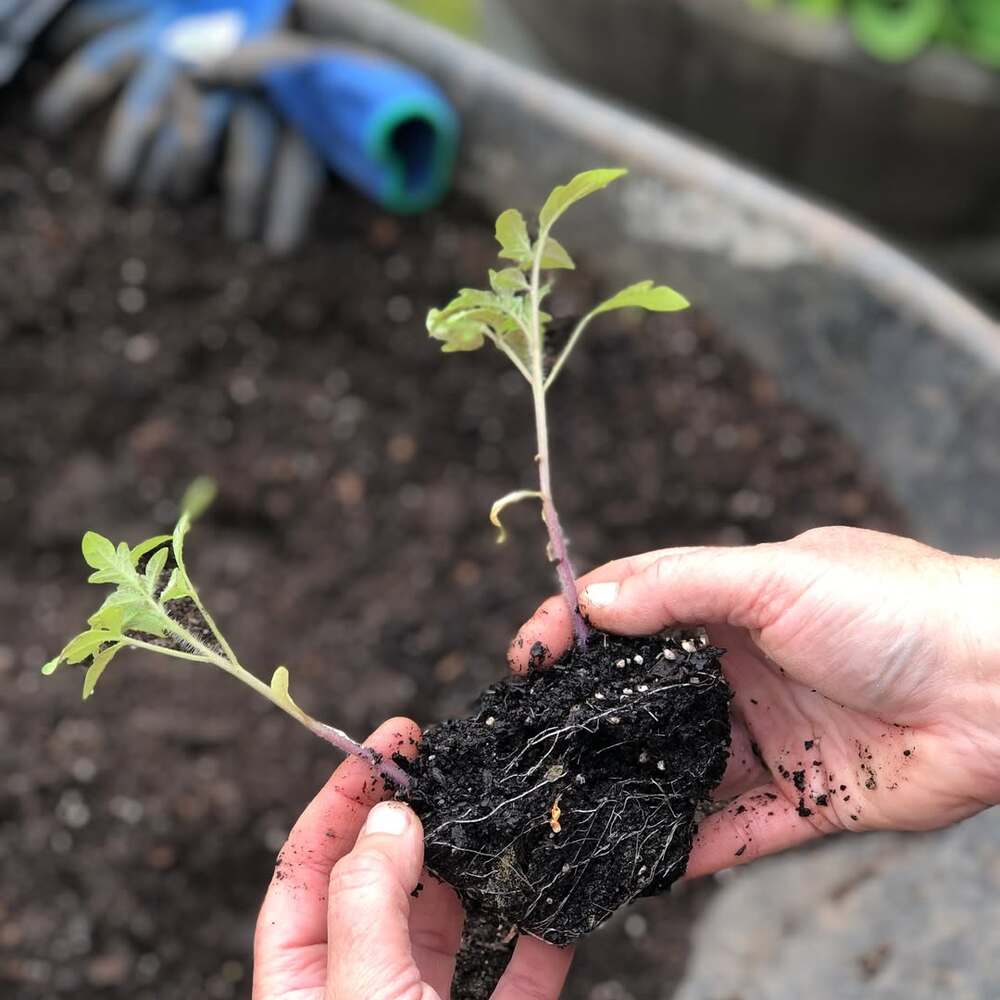 Seedling roots in potting soil Seedling roots in potting soil