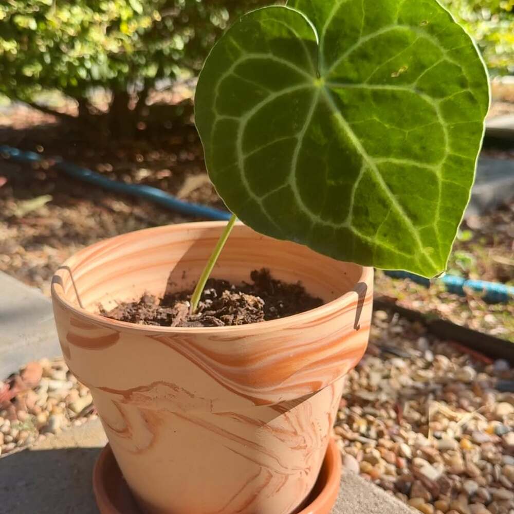 Small plant in terracotta pot Small plant in terracotta pot