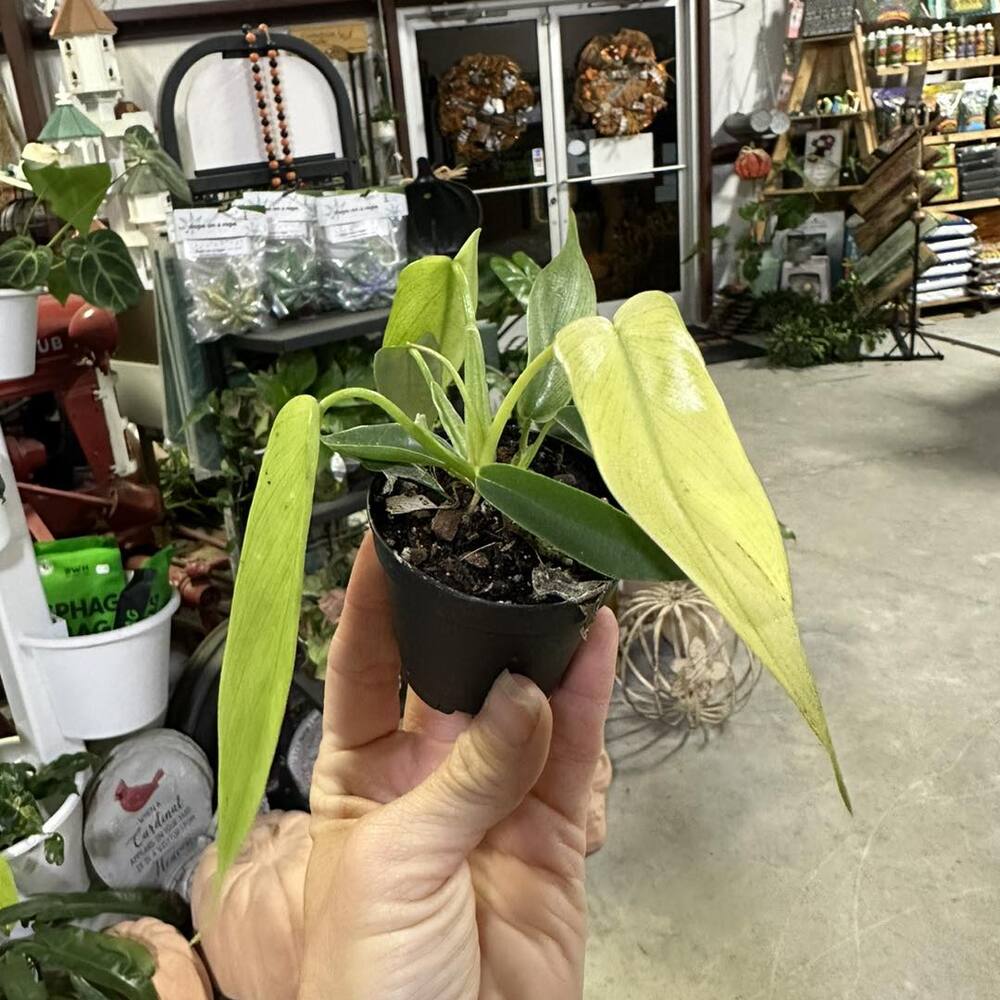 Holding a small potted seedling Holding a small potted seedling